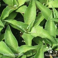 Mangave Falling Waters - Succulent -Garden Plant Store apo mangave falling waters tubestock