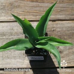 Mangave Falling Waters - Succulent -Garden Plant Store apo mangave falling waters tubestock top