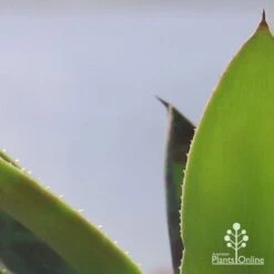 Mangave Mission To Mars - Succulent -Garden Plant Store apo mangave mission to mars teeth