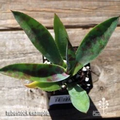 Mangave Mission To Mars - Succulent -Garden Plant Store apo mangave mission to mars tubestock top