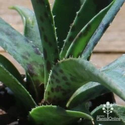 Mangave Pineapple Express - Succulent -Garden Plant Store apo mangave pineapple express teeth