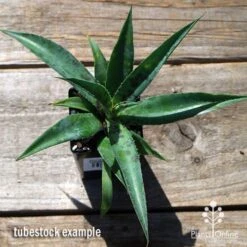 Mangave Pineapple Express - Succulent -Garden Plant Store apo mangave pineapple express tubestock top