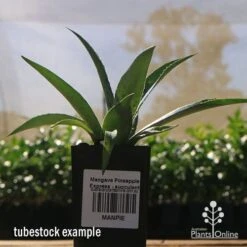 Mangave Pineapple Express - Succulent -Garden Plant Store apo mangave pineapple express tubestock 1