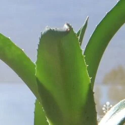 Mangave Red Wing - Succulent -Garden Plant Store apo mangave red wing teeth