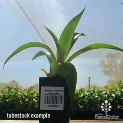 Mangave Red Wing - Succulent -Garden Plant Store apo mangave red wing tubestock 1