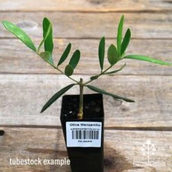 Olive Manzanillo -Garden Plant Store apo manzanillo tubestock 1