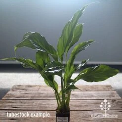 Spathiphyllum Maracay - Peace Lily -Garden Plant Store apo maracay tubestock office
