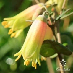 Correa Marian's Marvel -Garden Plant Store apo marians marvel correa flower close