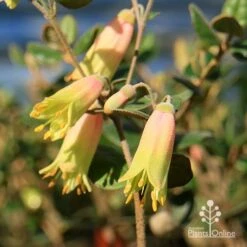 Correa Marian's Marvel -Garden Plant Store apo marians marvel correa flowering2