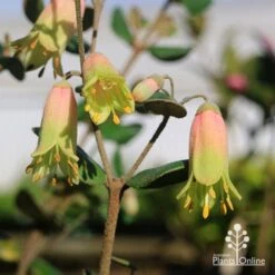 Correa Marian's Marvel -Garden Plant Store apo marians marvel correa tubestock flowering