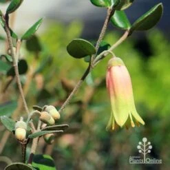 Correa Marian's Marvel -Garden Plant Store apo marians marvel flower and buds