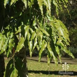 Mast Tree - Polyalthia 11 Mast Tree - Polyalthia -Garden Plant Store apo mast tree foliage noosa