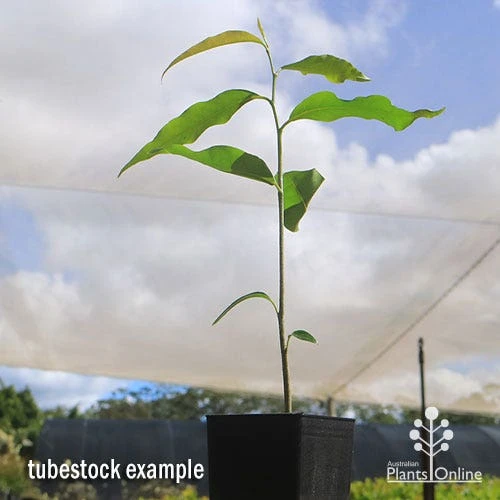 Mast Tree - Polyalthia 2 Mast Tree - Polyalthia - Image 2