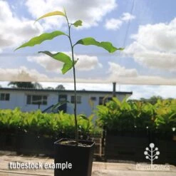 Mast Tree - Polyalthia 15 Mast Tree - Polyalthia -Garden Plant Store apo mast tree tubestock