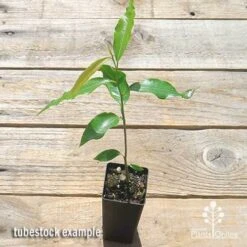 Mast Tree - Polyalthia 12 Mast Tree - Polyalthia -Garden Plant Store apo mast tree tubestock top