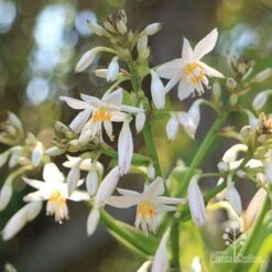 Matapouri Bay - Arthropodium -Garden Plant Store apo matapouri bay flowers close