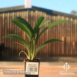 Matapouri Bay - Arthropodium -Garden Plant Store apo matapouri bay rock lily tubestock