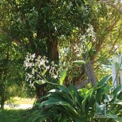 Matapouri Bay - Arthropodium -Garden Plant Store apo matapouri bay woodland
