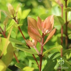 Metrosideros Little Ewan - Dwarf NZ Christmas Bush -Garden Plant Store apo metrosideros little ewan new leaf