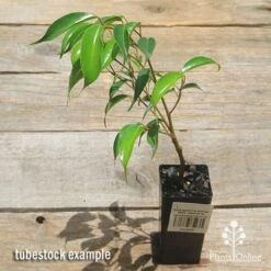 Ficus Benjamina Midnight Beauty - Weeping Fig -Garden Plant Store apo midnight beauty ficus tubestock