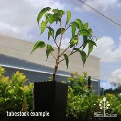 Ficus Benjamina Midnight Beauty - Weeping Fig -Garden Plant Store apo midnight beauty ficus tubestock2