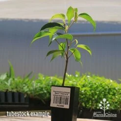 Ficus Benjamina Midnight Beauty - Weeping Fig -Garden Plant Store apo midnight beauty tubestock