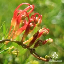 Grevillea Mini Marvel -Garden Plant Store apo mini marvel bud
