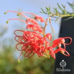 Grevillea Mini Marvel -Garden Plant Store apo mini marvel flower opening