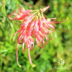 Grevillea Mini Marvel -Garden Plant Store apo mini marvel flower top