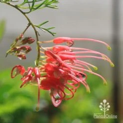 Grevillea Mini Marvel -Garden Plant Store apo mini marvel grevillea flower closeup