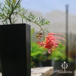 Grevillea Mini Marvel -Garden Plant Store apo mini marvel grevillea tubestock closeup