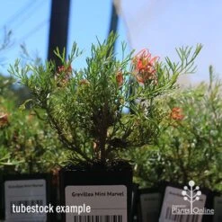 Grevillea Mini Marvel -Garden Plant Store apo mini marvel tubestock in flower