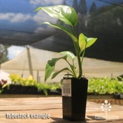 Philodendron Minima - Mini Monstera -Garden Plant Store apo mini monstera tubestock