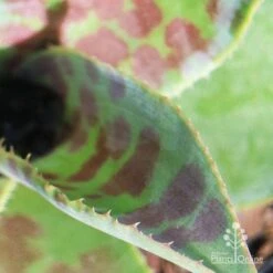 Mangave Mission To Mars - Succulent -Garden Plant Store apo mission to mars closeup