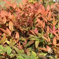 Nandina Moonbay -Garden Plant Store apo moonbay winter colours