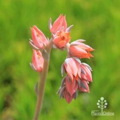 Echeveria Morning Beauty - Succulent -Garden Plant Store apo morning beauty flowerstem