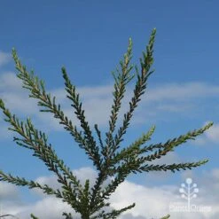 Leptospermum Liversidgei Mozzie Blocker -Garden Plant Store apo mozzie blocker blue sky