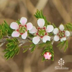 Leptospermum Liversidgei Mozzie Blocker -Garden Plant Store apo mozzie blocker flowers closeup