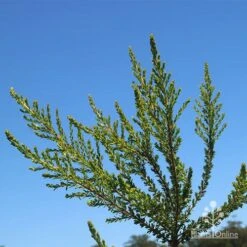 Leptospermum Liversidgei Mozzie Blocker -Garden Plant Store apo mozzie blocker foliage