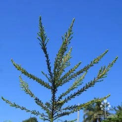 Leptospermum Liversidgei Mozzie Blocker -Garden Plant Store apo mozzie blocker habit