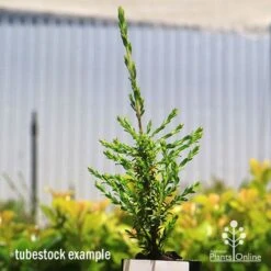 Leptospermum Liversidgei Mozzie Blocker -Garden Plant Store apo mozzie blocker tubestock