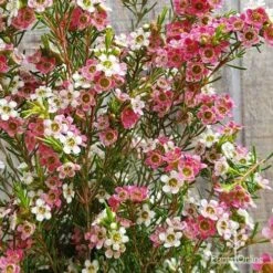 Chamelaucium MY SWEET 16™ - Waxflower -Garden Plant Store apo my sweet 16 waxflower2