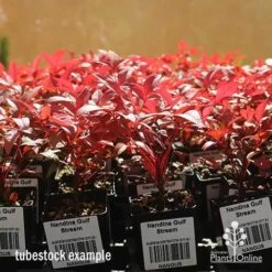 Nandina Gulf Stream -Garden Plant Store apo nandina gulf stream tubestock winter
