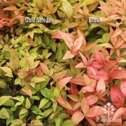 Nandina Gulf Stream -Garden Plant Store apo nandina gulf stream v blush january