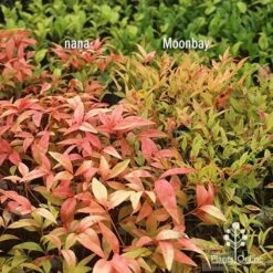 Nandina Moonbay -Garden Plant Store apo nandina nana v moonbay january