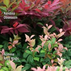 Nandina Obsession -Garden Plant Store apo nandina obsession acmena allyn magic 1