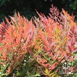 Nandina Obsession -Garden Plant Store apo nandina obsession colour