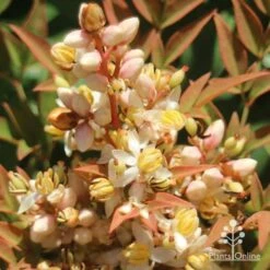 Nandina Obsession -Garden Plant Store apo nandina obsession flower2s