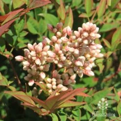 Nandina Obsession -Garden Plant Store apo nandina obsession flowers 1
