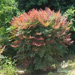 Nandina Obsession -Garden Plant Store apo nandina obsession full grown